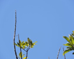 7 - IMAGEM - Registro feito a partir do Clube Água Mineral - Brasília - DF por Elizabeth Peral em 11/04/2021